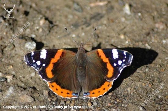 babôčka admirálska (Vanessa atalanta)
