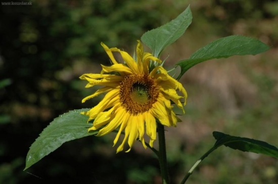 slnečnica 