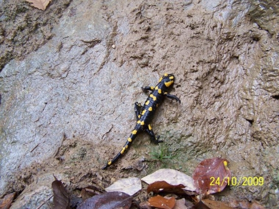 salamandra škvrnitá