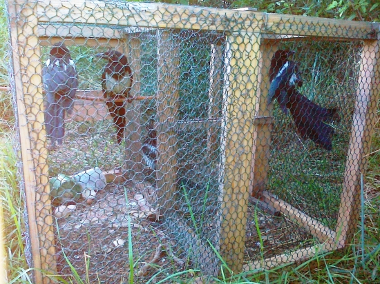 tlmenie škodnej ....