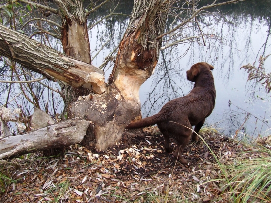 čo to tu vyčínalo?