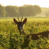 dopásol sa skoro na dočah