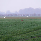 jarná prechádzka revírom