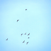 už ťahajú  prvé kŕdle ...