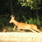 pripraviť sa , pozor , štaaaaart .....
