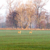 počas rannej prechádzky ...