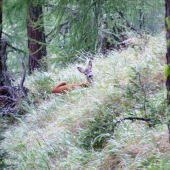 vyrušeny z poobedňajšej siesty