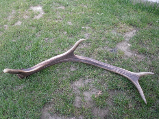 Kamarátov ... Chcem aj ja taký  nájsť :/