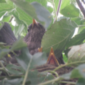 Drozdica s novým potomstvom