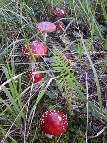 Prekvapenie v tráve