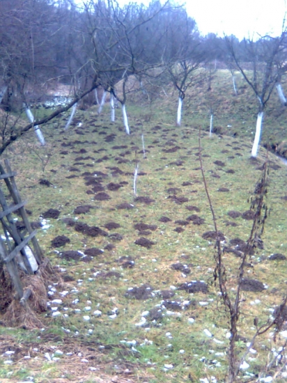 Krtkovia