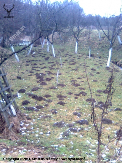 Krtkovia