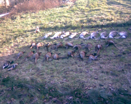 výrad po spoločnej....