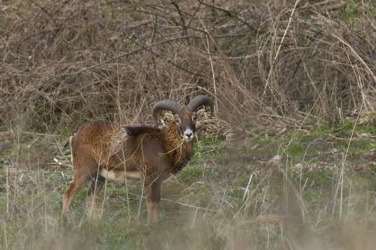 Muflon