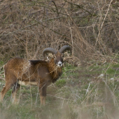 Muflon