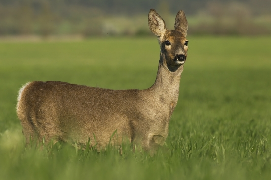 Srna lesná-Capreolus capreolus