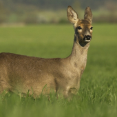 Srna lesná-Capreolus capreolus