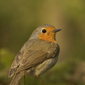 červienka obyčajná