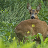 Srna lesná II