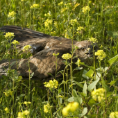 Zranený myšiak lesný
