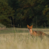 Líška pri západe slnka
