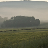 niekolko muflónov...