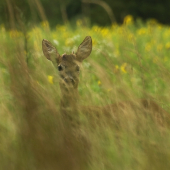 Gombičkár (privábený)