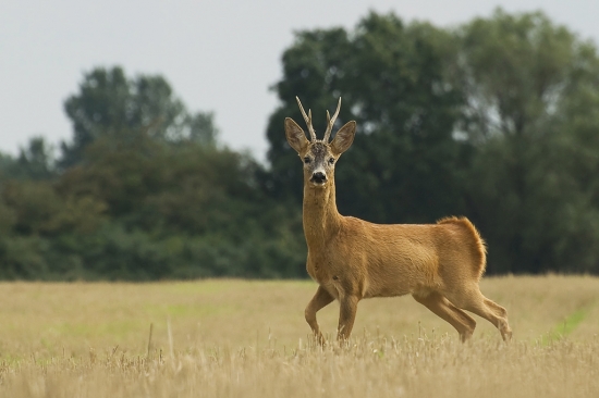 Srnec (reagoval na obyčajné pískanie)