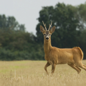 Srnec (reagoval na obyčajné pískanie)