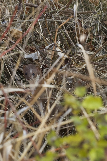Hranostaj (Mustela erminea)