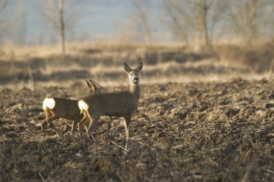 Slniečko zasvietilo (srni)