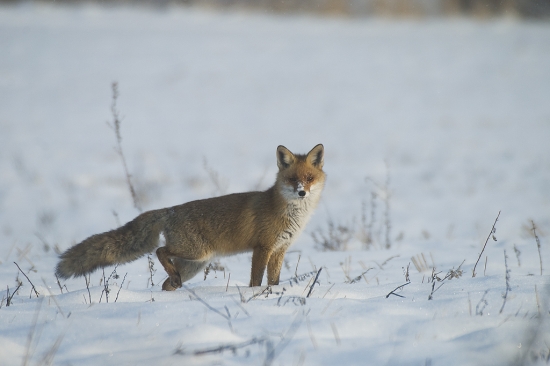 Líška obyčajná (Vulpes vulpes)