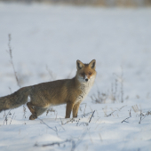 Líška obyčajná (Vulpes vulpes)