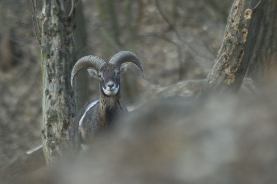 Muflon lesný