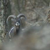 Muflon lesný