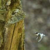 Muchárik bielokrký (Samička a lietajúci samec)