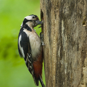 Dateľ a jeho mláďa
