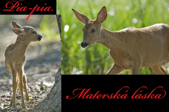 Materská láska