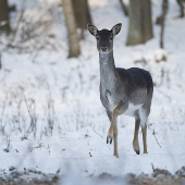 Daniel škvrnitý (Dama dama)
