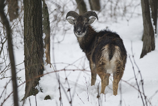 Muflón lesný (Ovis musimon)