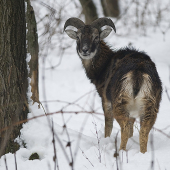 Muflón lesný (Ovis musimon)