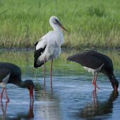 1 Bocian biely a 2 Bocian čierny
