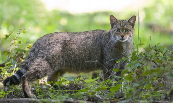 Mačka divá (Felis silvestris)