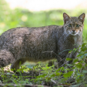 Mačka divá (Felis silvestris)