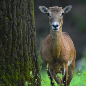 Ranne stretnutie v lese