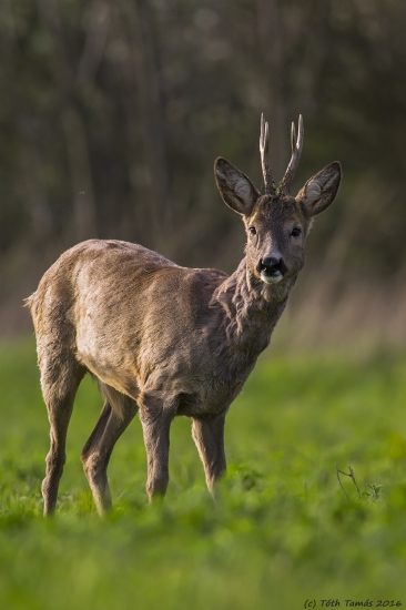 srnec