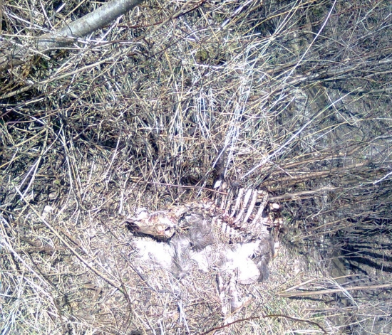 vĺčkom chutí po včerajšku druhý