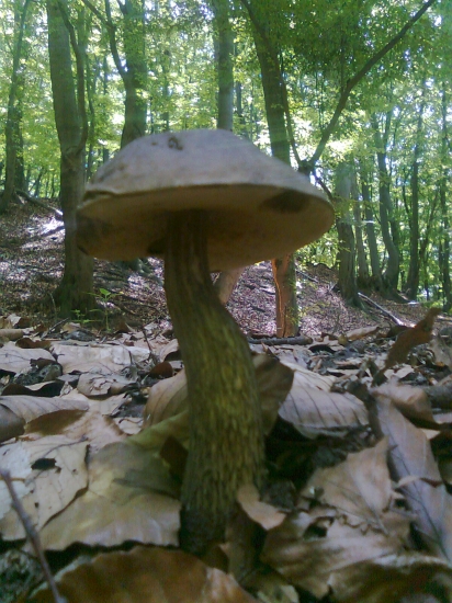 Brezáčik z Brezian