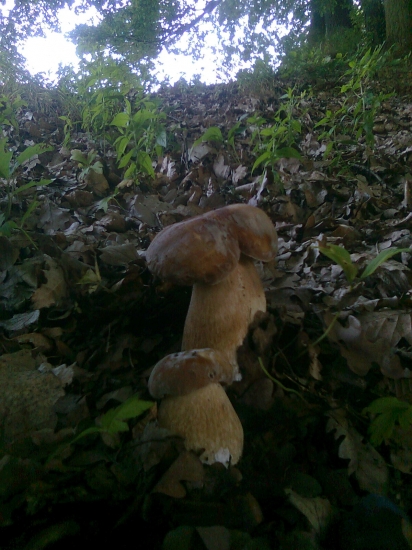 Utekajme už idú a začína zas dubákoví ošial