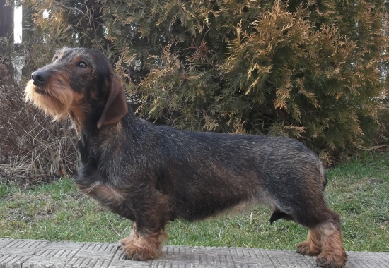 Fanny z Hladkého Vrchu